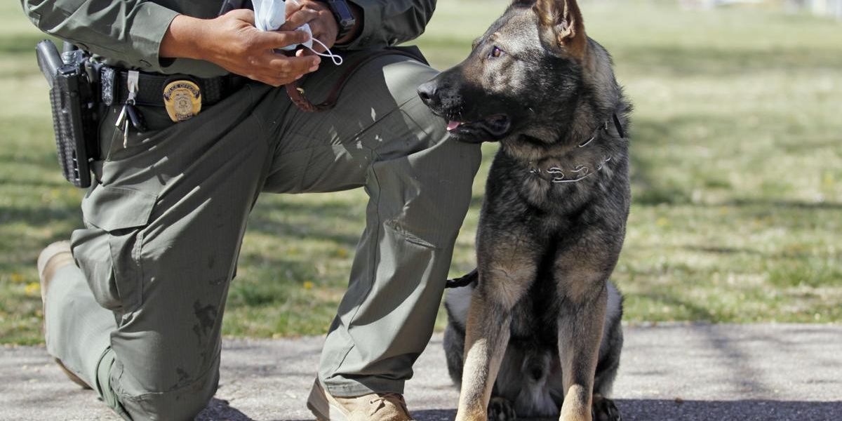 Federal Judge Rules K-9 Attack Could Be Considered ‘Deadly Force’ in San Jose Trial