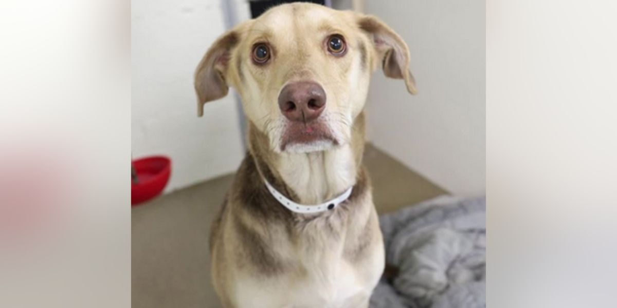 Four-Year-Old Lab Mix Armando Seeks Forever Home After Being Abandoned with Note