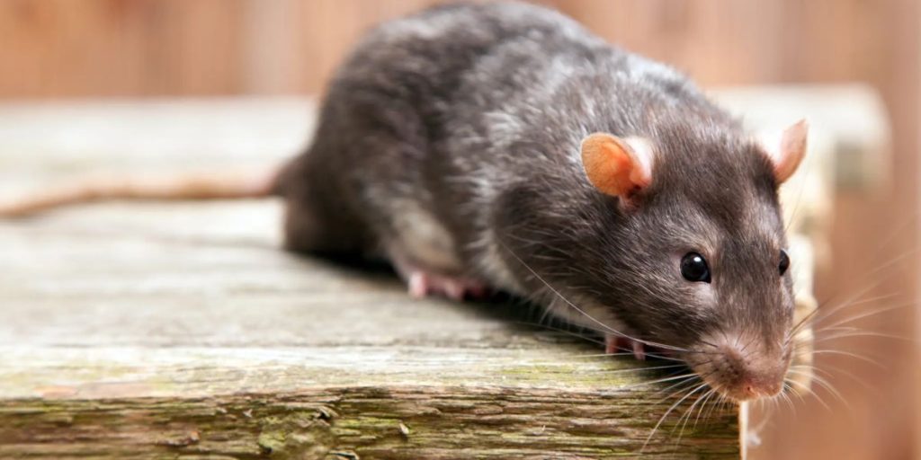 Kentucky Senator's Report Highlights $1 Trillion in Government Waste, Including Cocaine-Fueled Rat Study (1)