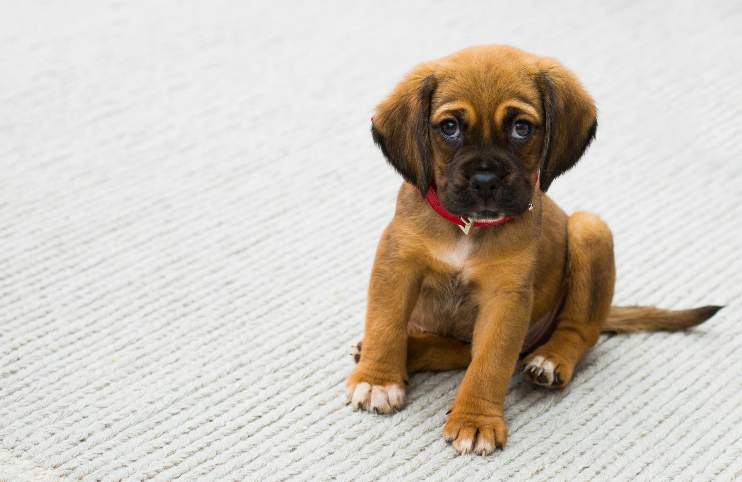 Heartwarming Rescue Missouri Cleanup Crew Finds Abandoned Puppy in Trash Bag