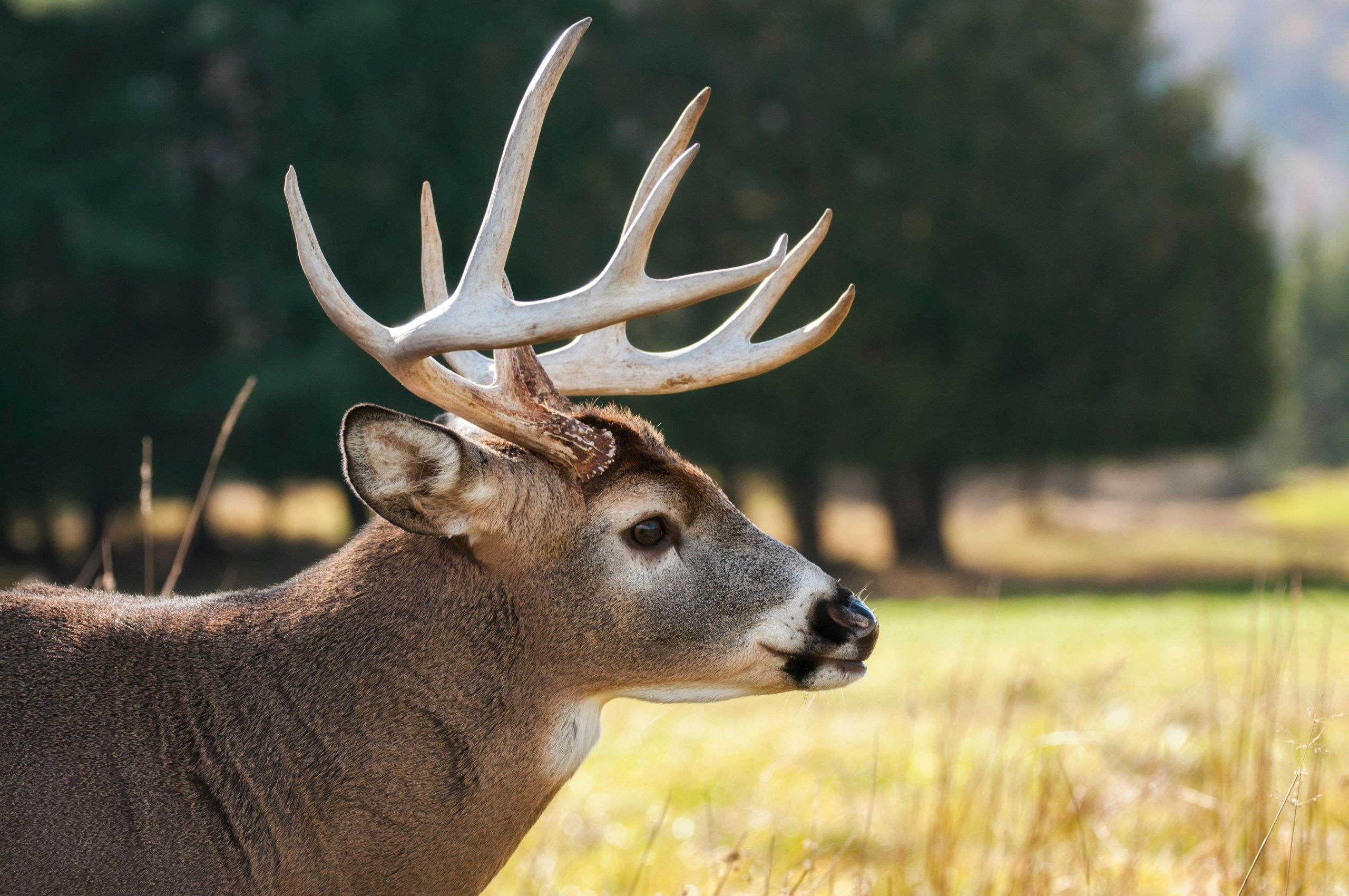 Mississippi Hunter Bagged a Massive 10-Point Buck After Years of Patience