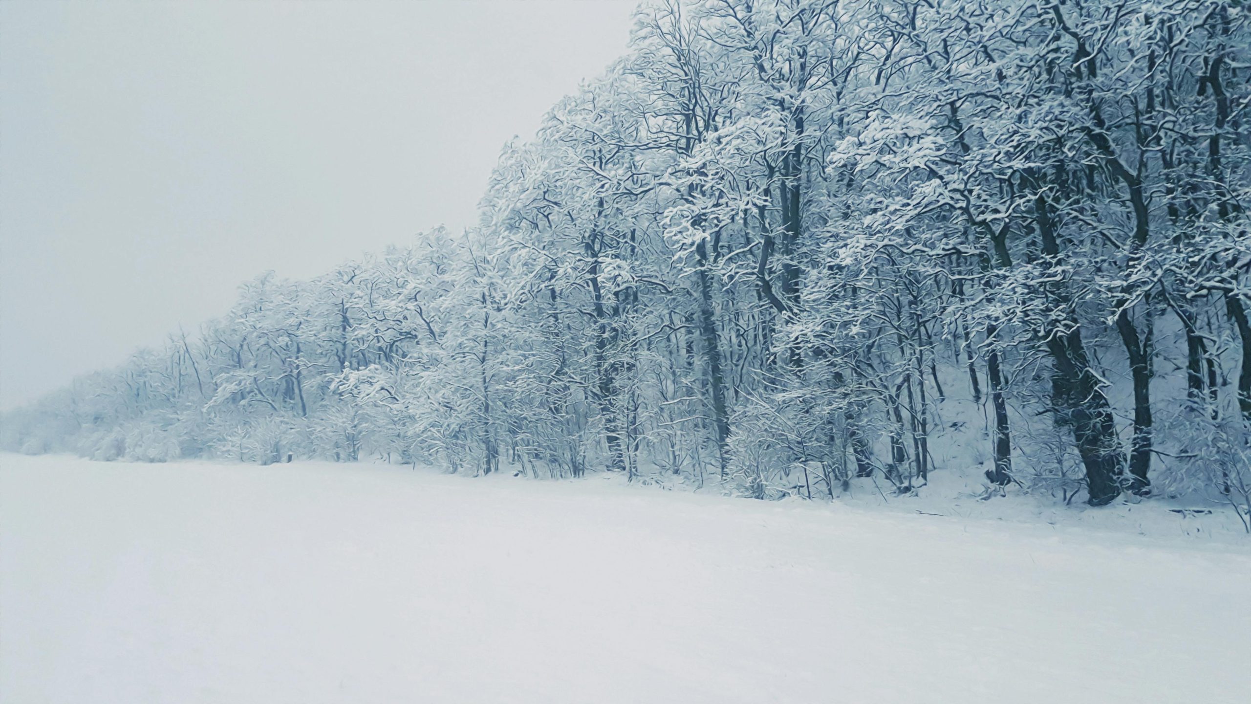 Powder Day Hits the Southeast Fresh Snow and Epic Conditions Across the Mountains!