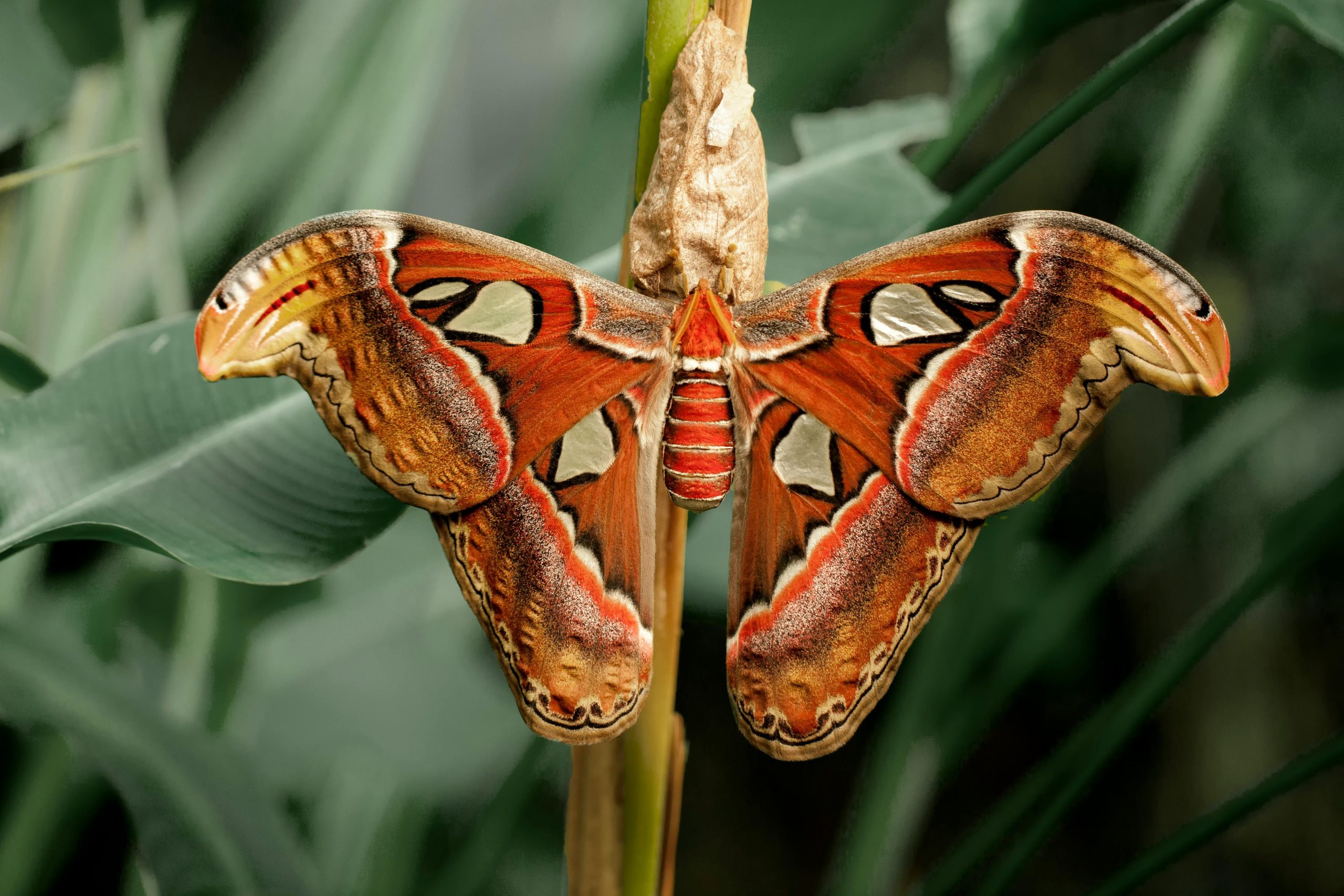 Scientists Warn About Spongy Moths Threatening California’s Forests and Property Values