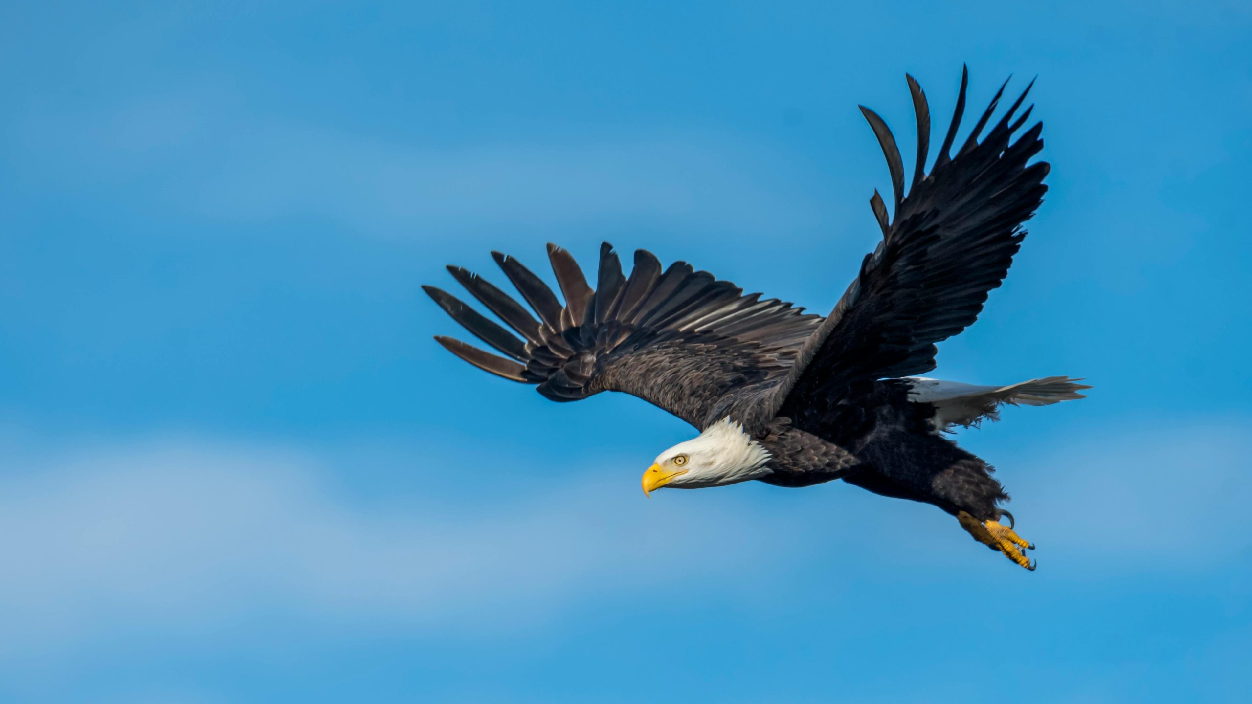 Beloved North Fort Myers bald eagles lose both offspring to bird flu