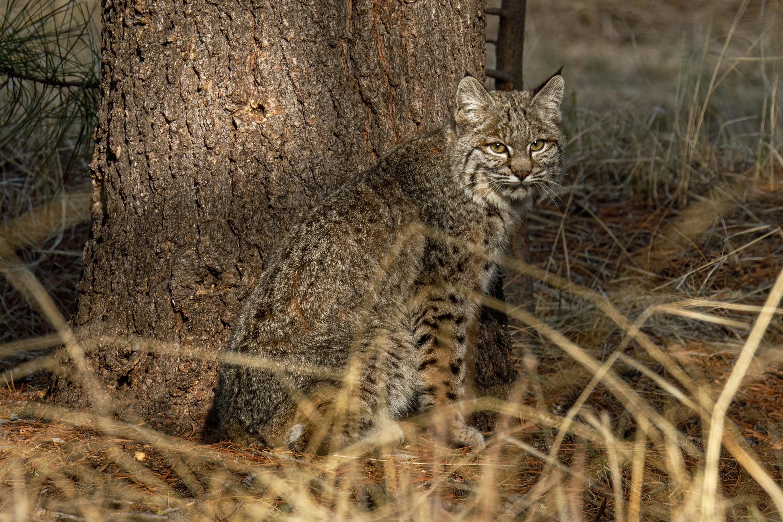 Dead Bobcat Found on Ohio Highway Offers Unique Learning Opportunity for Students