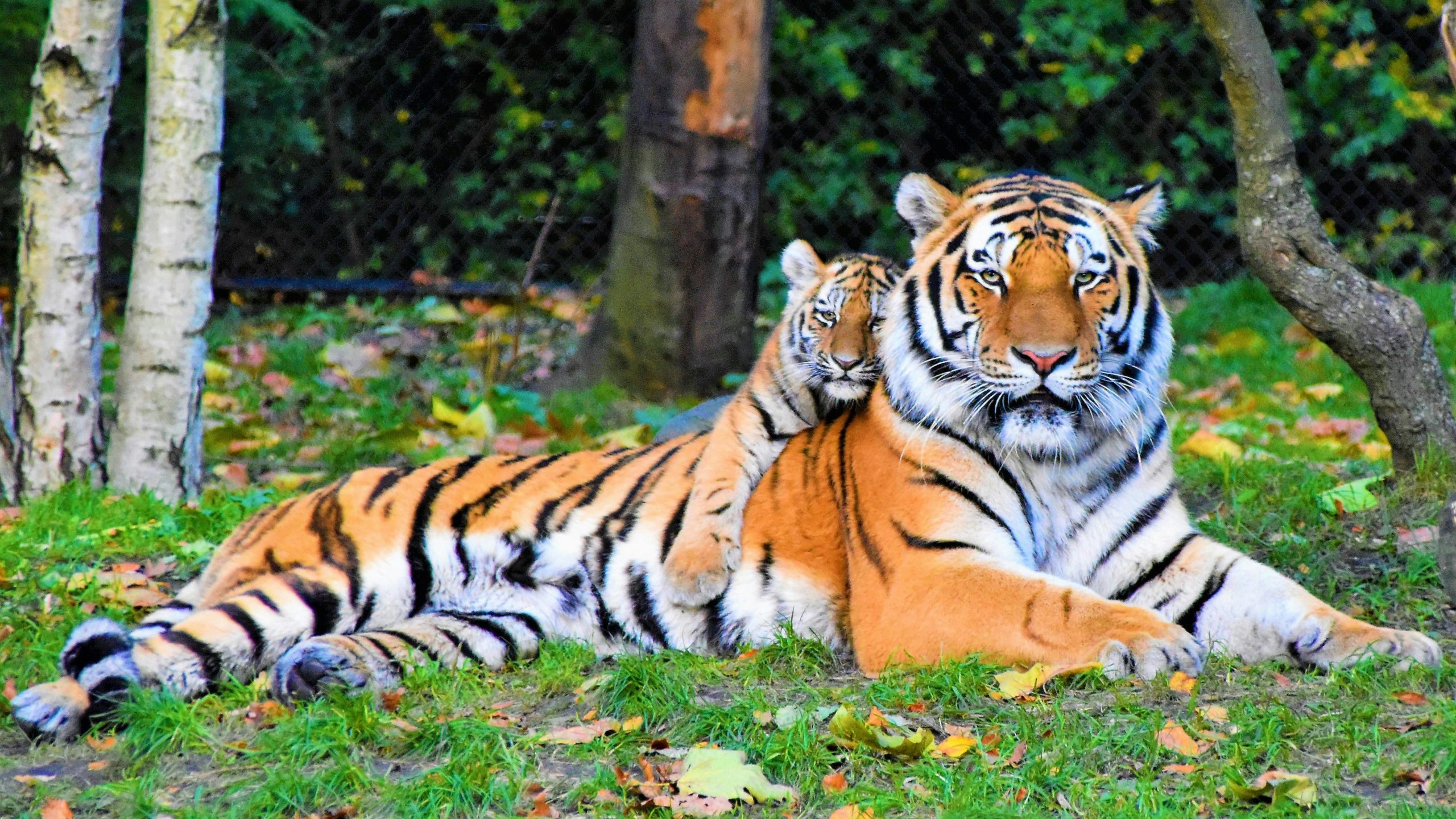 Disney's Animal Kingdom unveils newest tiger cub, Bakso