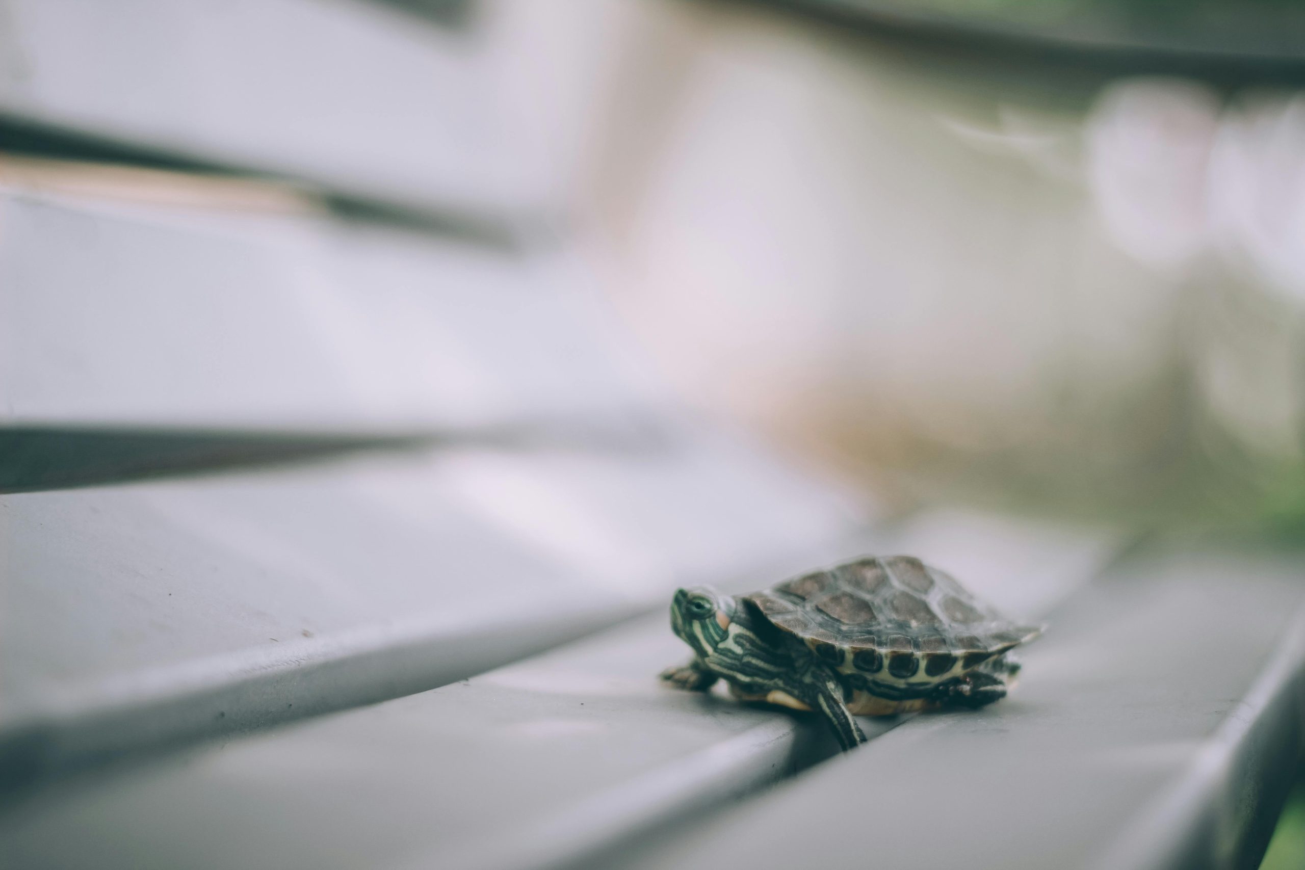 Florida’s Sea Turtles in Danger Cold Stunning Threatens Their Survival