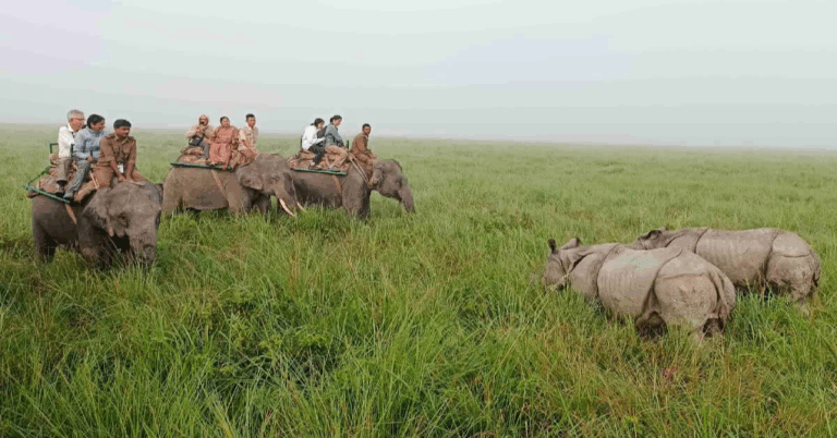 Local Authorities Take Urgent Action After Shocking Changes in Wildlife Behavior Across Regions
