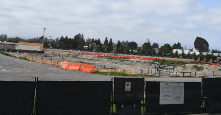 Google to Pay Up to $703,000 After Cutting Down Over 800 Trees for Cancelled Office Project