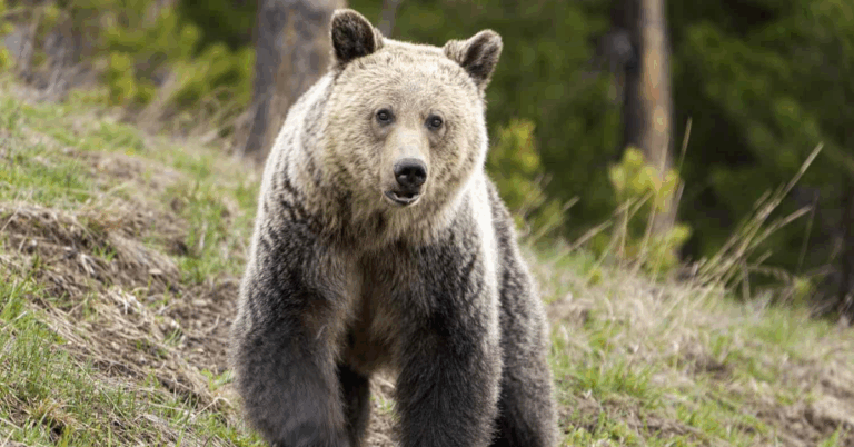 Terrifying Encounter: 29-Year-Old Man Attacked by Bear in Yellowstone National Park