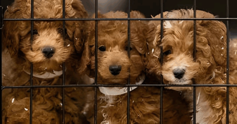 44 Poodles Rescued from Shocking Puppy Mill in Oregon