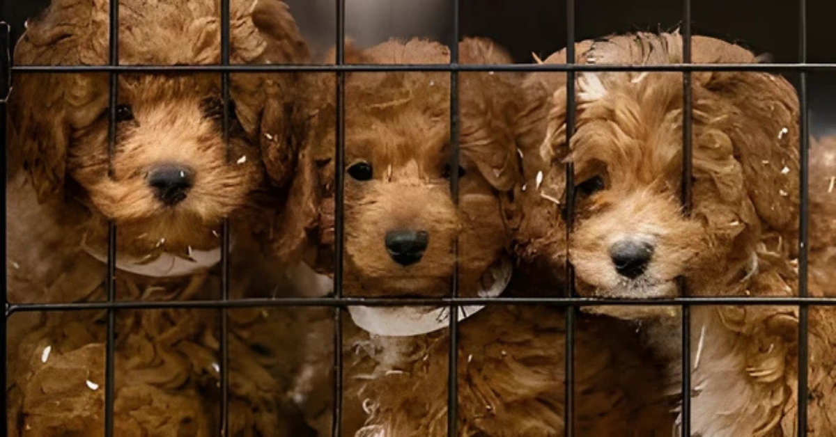44 Poodles Rescued from Shocking Puppy Mill in Oregon