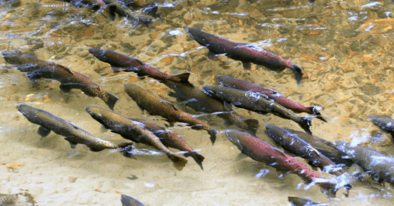 Oregon Fights Back: Renewed Legal Battle Over Columbia River Salmon Restoration Agreement