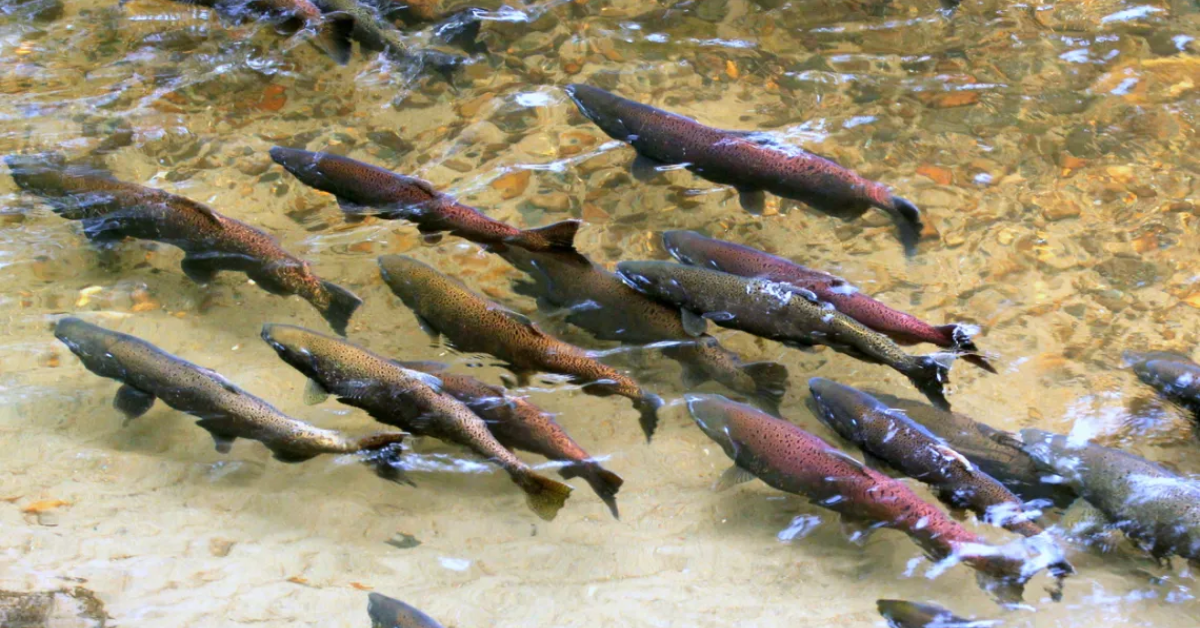 Oregon Fights Back: Renewed Legal Battle Over Columbia River Salmon Restoration Agreement
