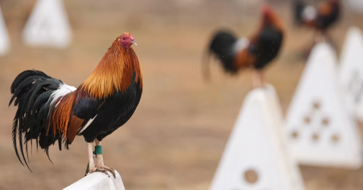 Top Gamefowl Official Charged for Attending Illegal Cockfight Event